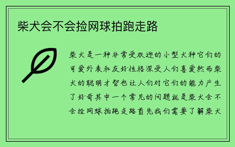 柴犬会不会捡网球拍跑走路